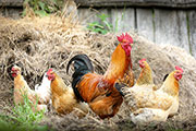 Hühner statt Biomüll