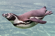 BFF übernehmen Patenschaft für Humboldt-Pinguin